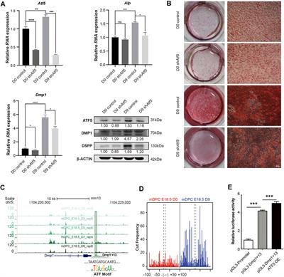 Chromatin Accessibility Predetermines Odontoblast Terminal Differentiation